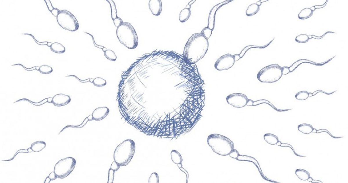 Короткая «жизнь» сперматозоидов